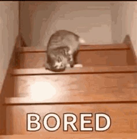 boring gifs|Boring Meme GIFs